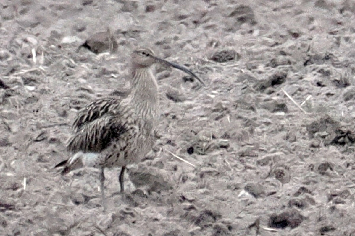 חרמשון גדול - ML646838297