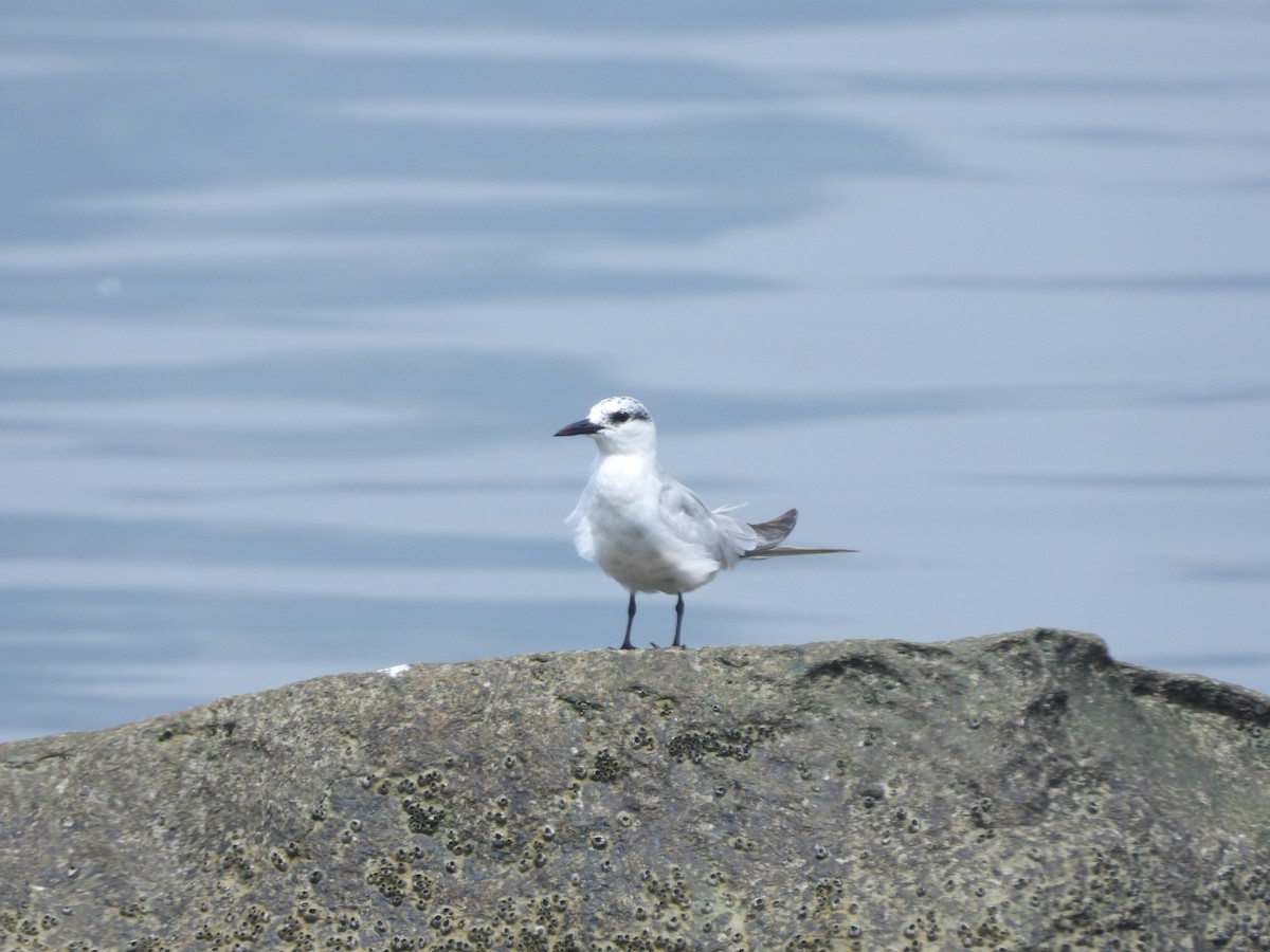 Guifette moustac - ML646838298