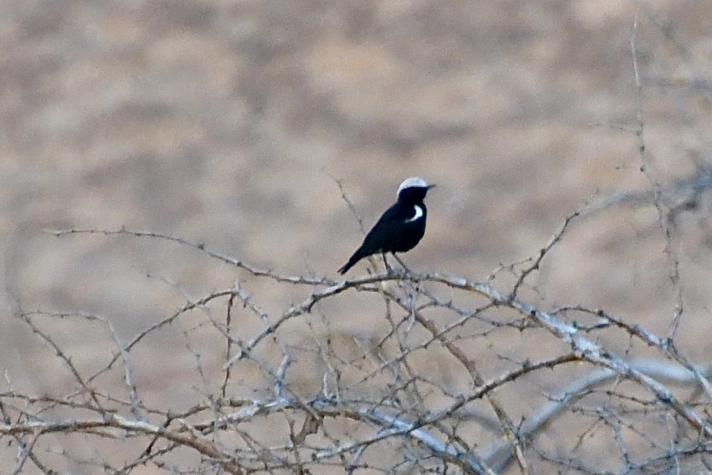 Mountain Chat - ML646838300