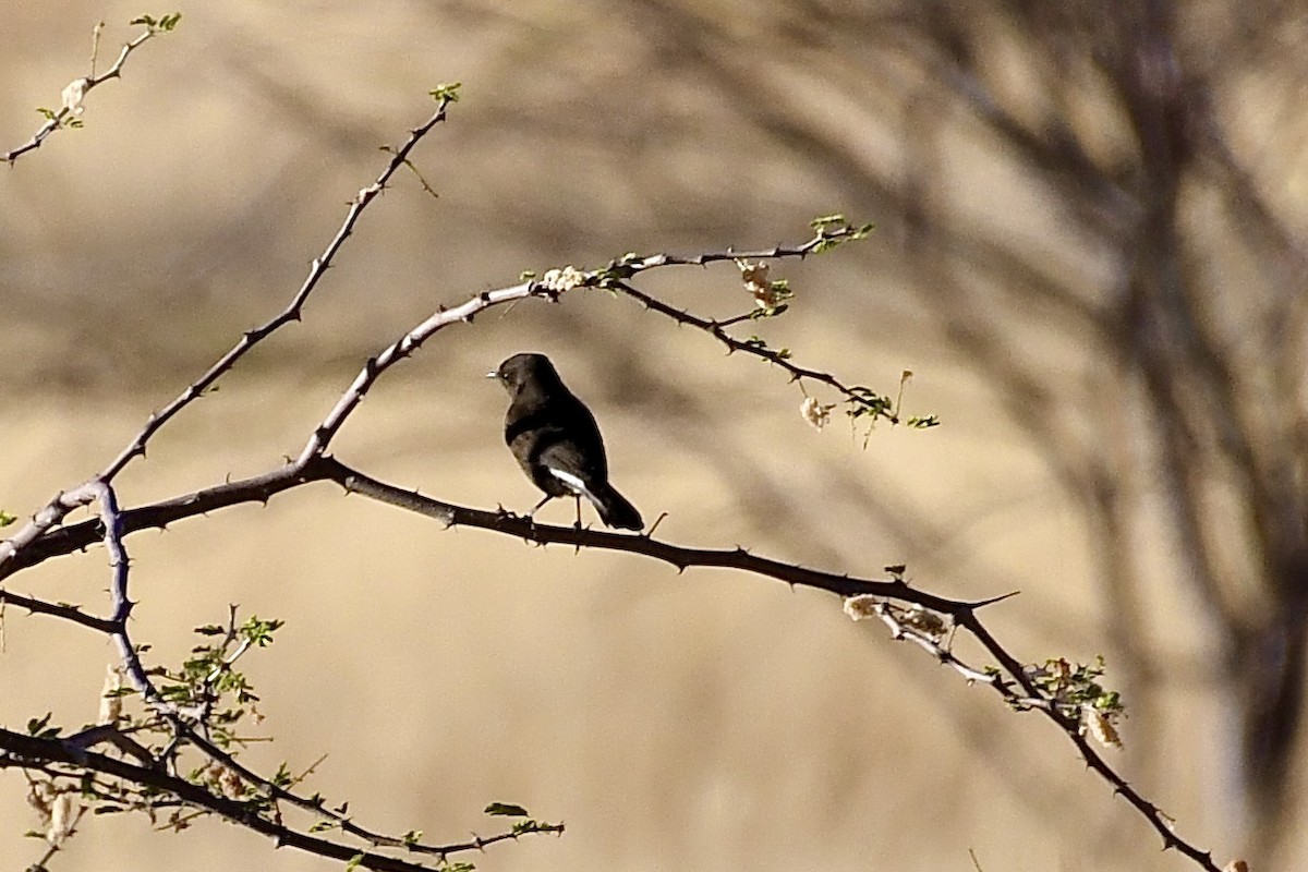 Mountain Chat - ML646838301