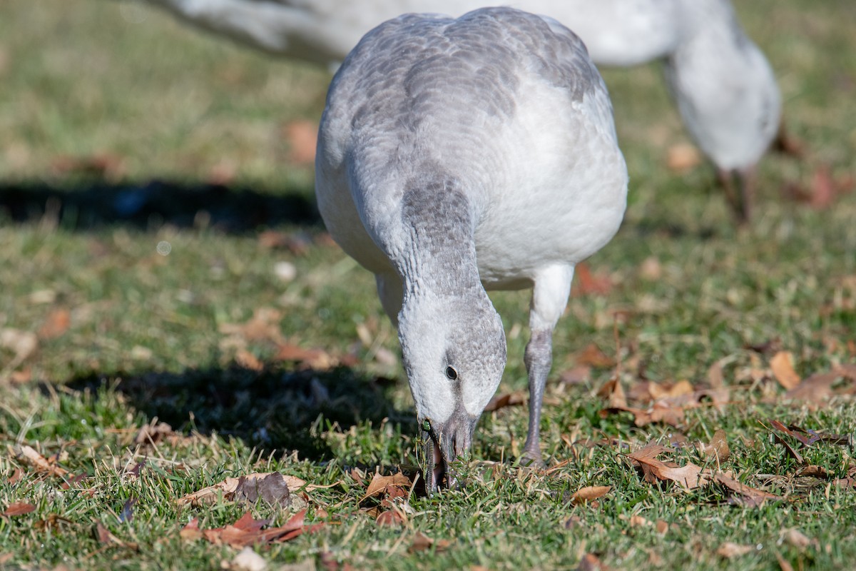 Snow Goose - ML646838302