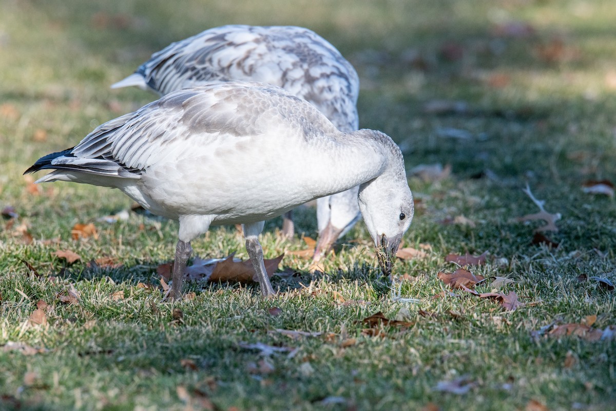 Snow Goose - ML646838304