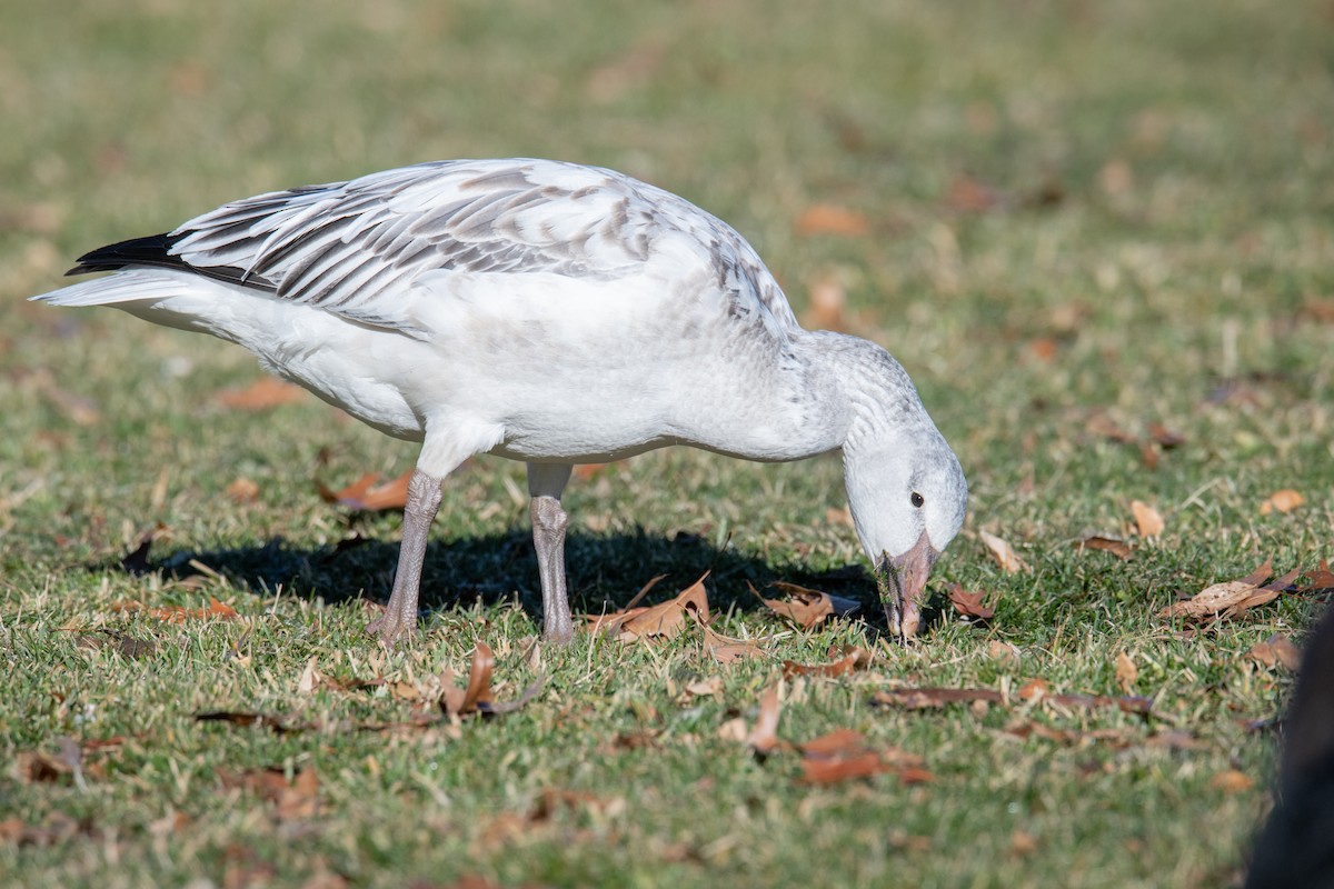 Snow Goose - ML646838305