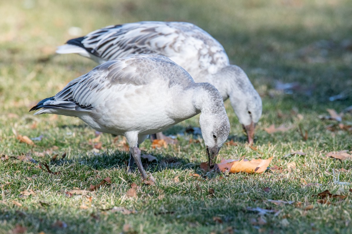 Snow Goose - ML646838306