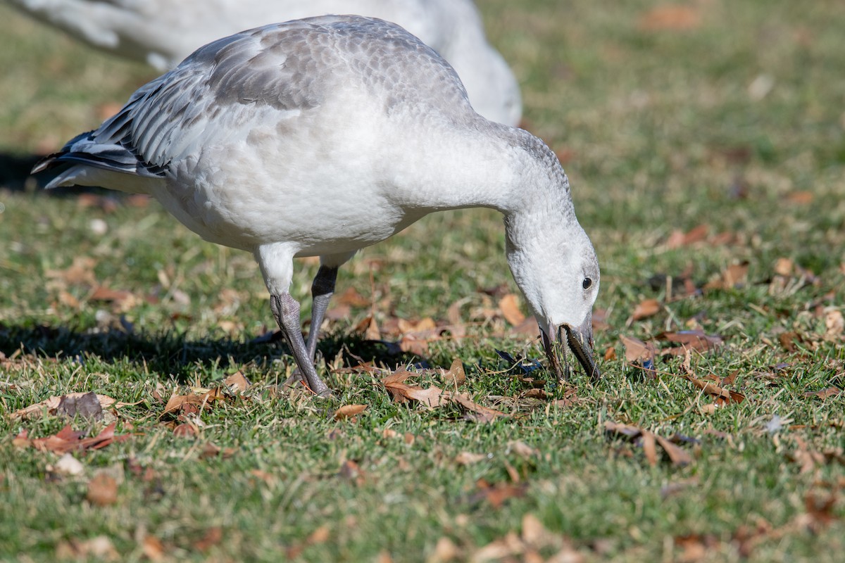 Snow Goose - ML646838307