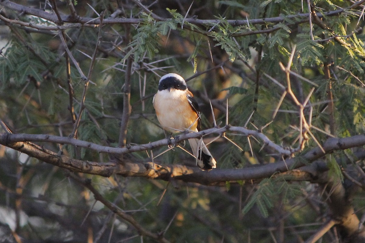 Pie-grièche à bandeau - ML646838308