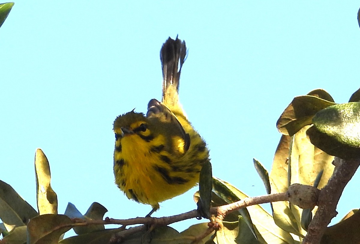 Reinita Galana - ML646838311