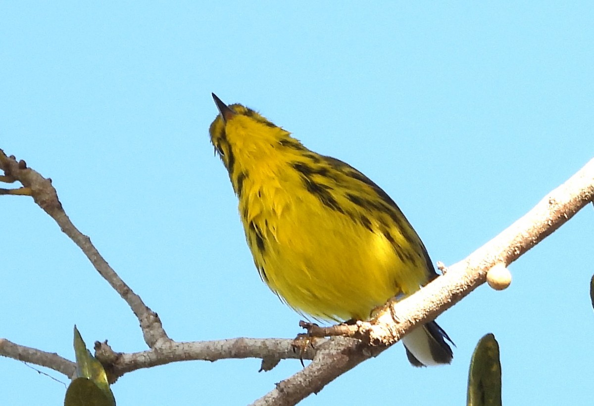 Reinita Galana - ML646838312