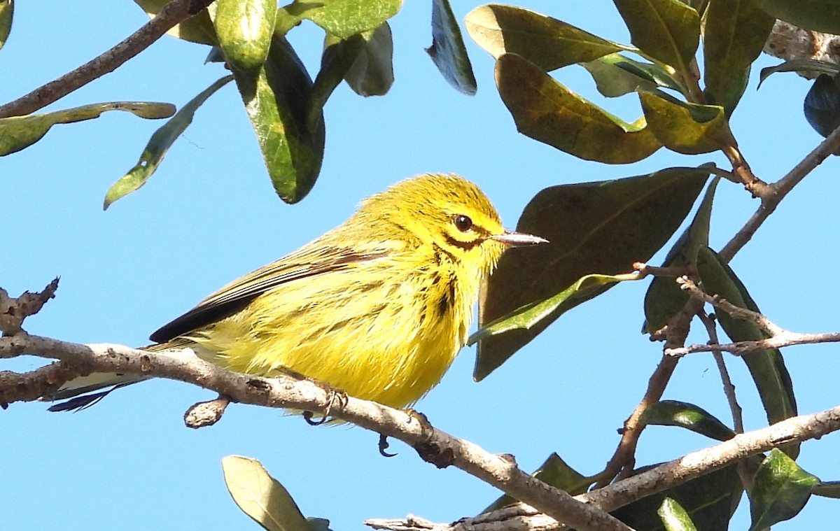 Reinita Galana - ML646838313