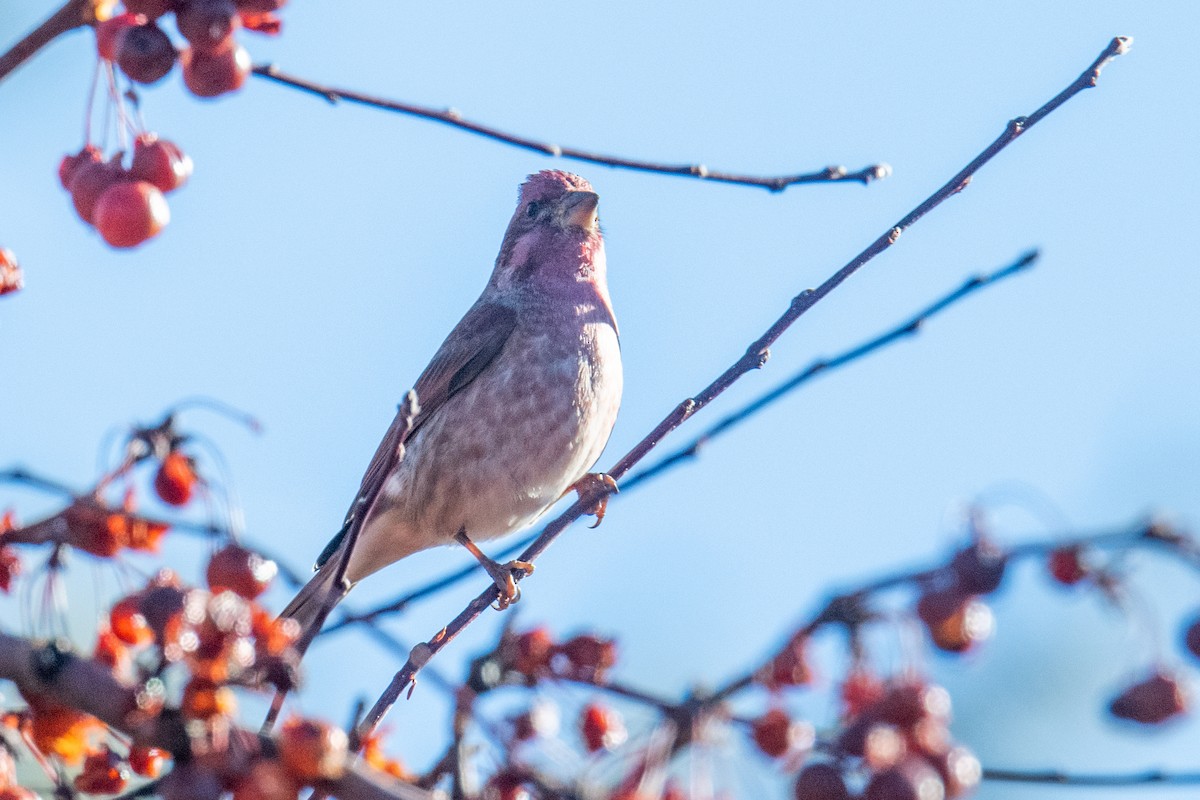 Чечевиця кармінова - ML646838316