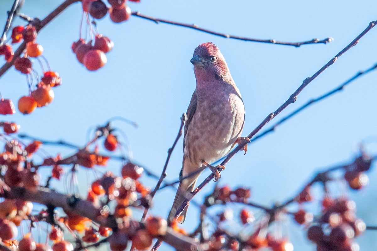 Чечевиця кармінова - ML646838317