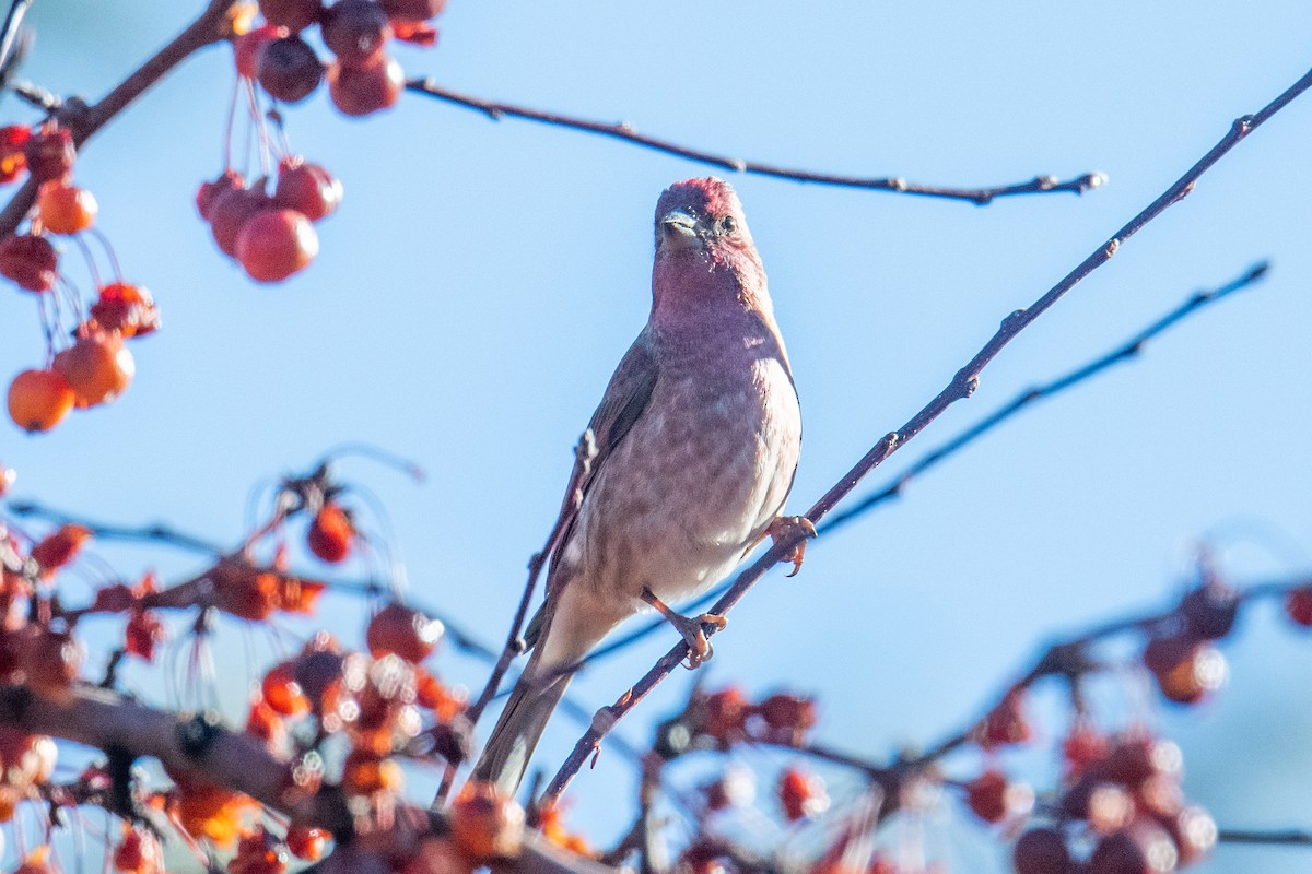 Чечевиця кармінова - ML646838318