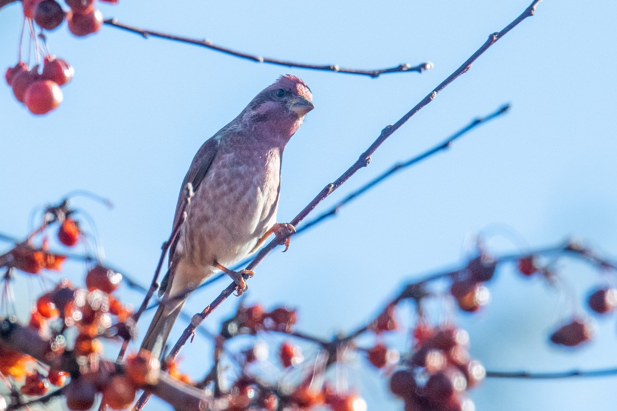 Чечевиця кармінова - ML646838320