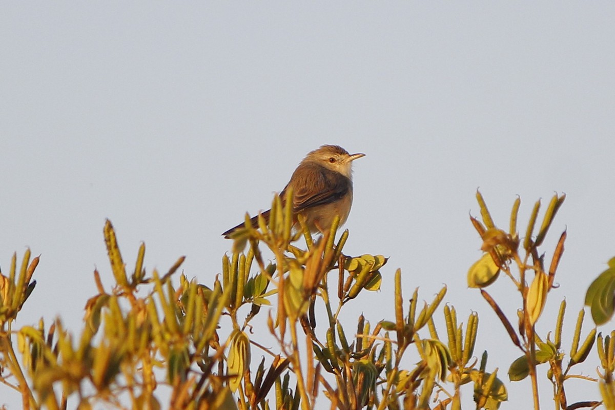 Plain Prinia - ML646838321