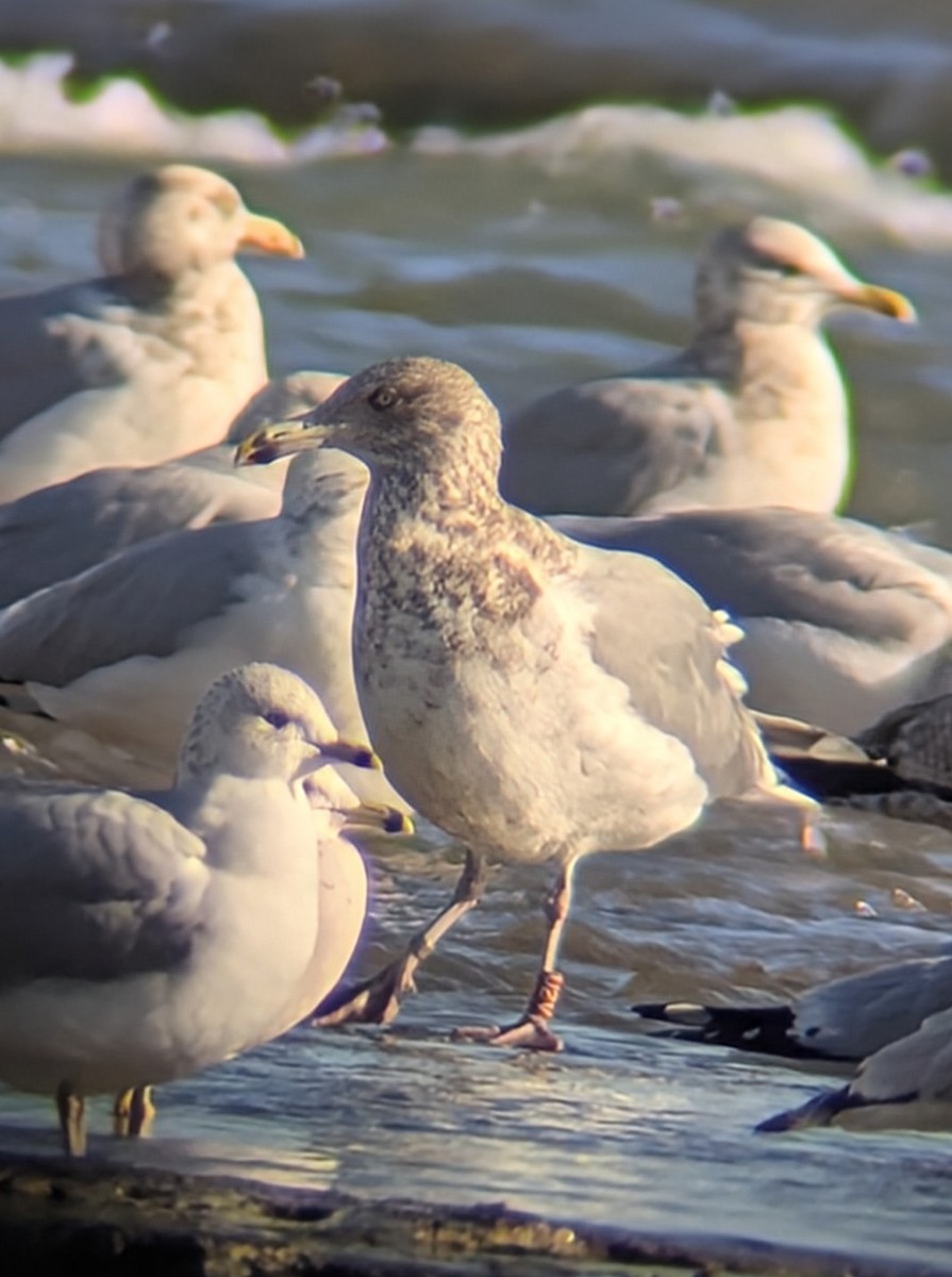 Kanadamöwe - ML646838322