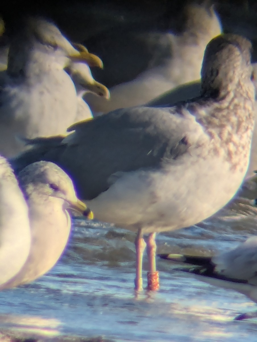 Kanadamöwe - ML646838323