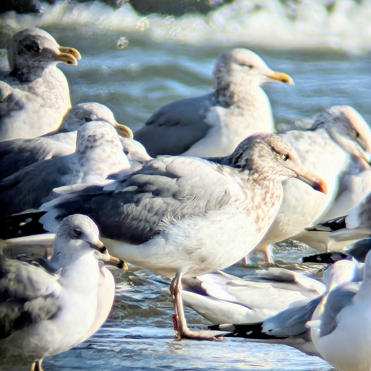 Kanadamöwe - ML646838324