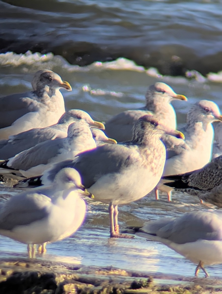 Kanadamöwe - ML646838325