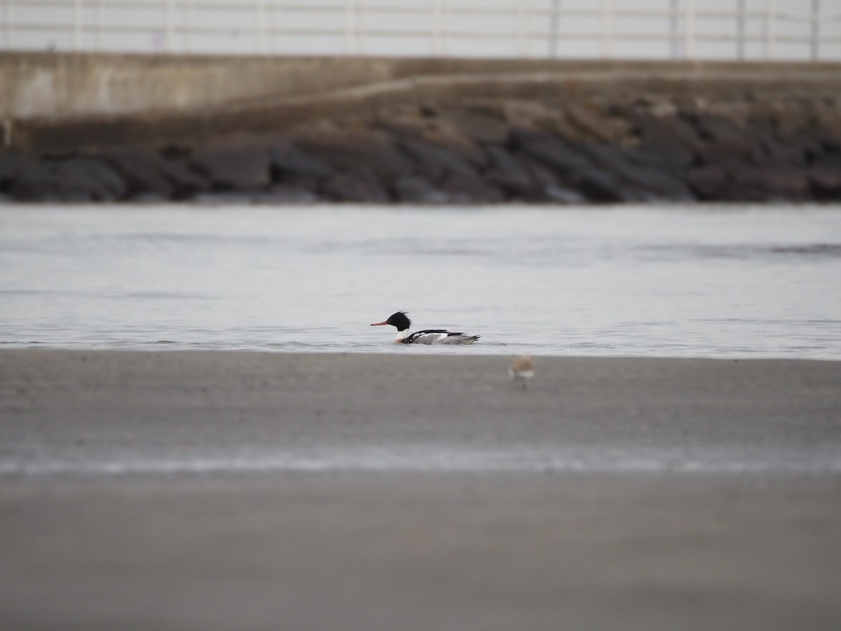Red-breasted Merganser - ML646838326