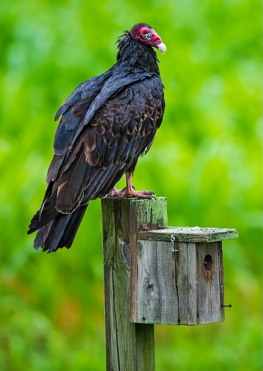 Turkey Vulture - ML646838327