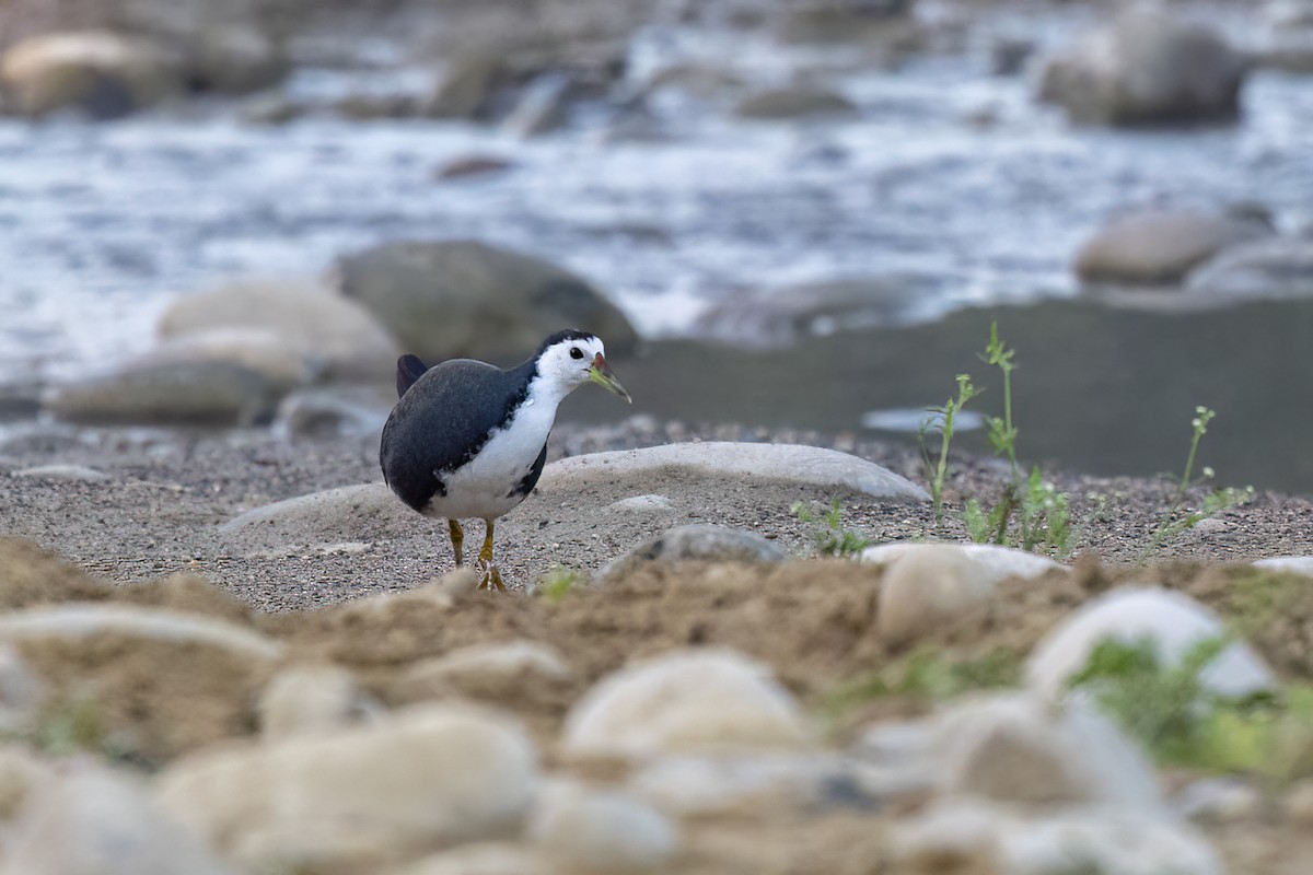 White-breasted Waterhen - ML646838328