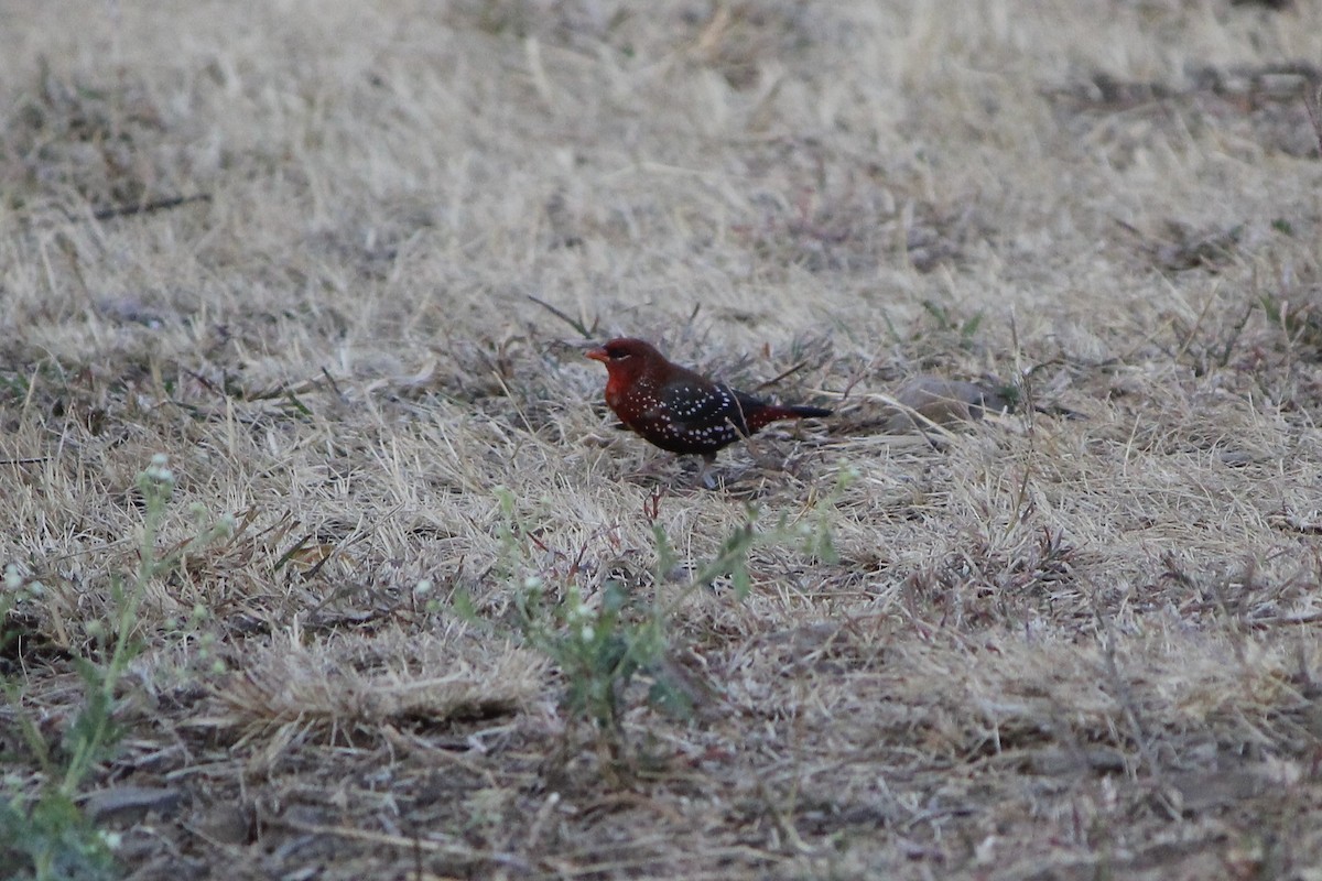 tigerastrild - ML646838330