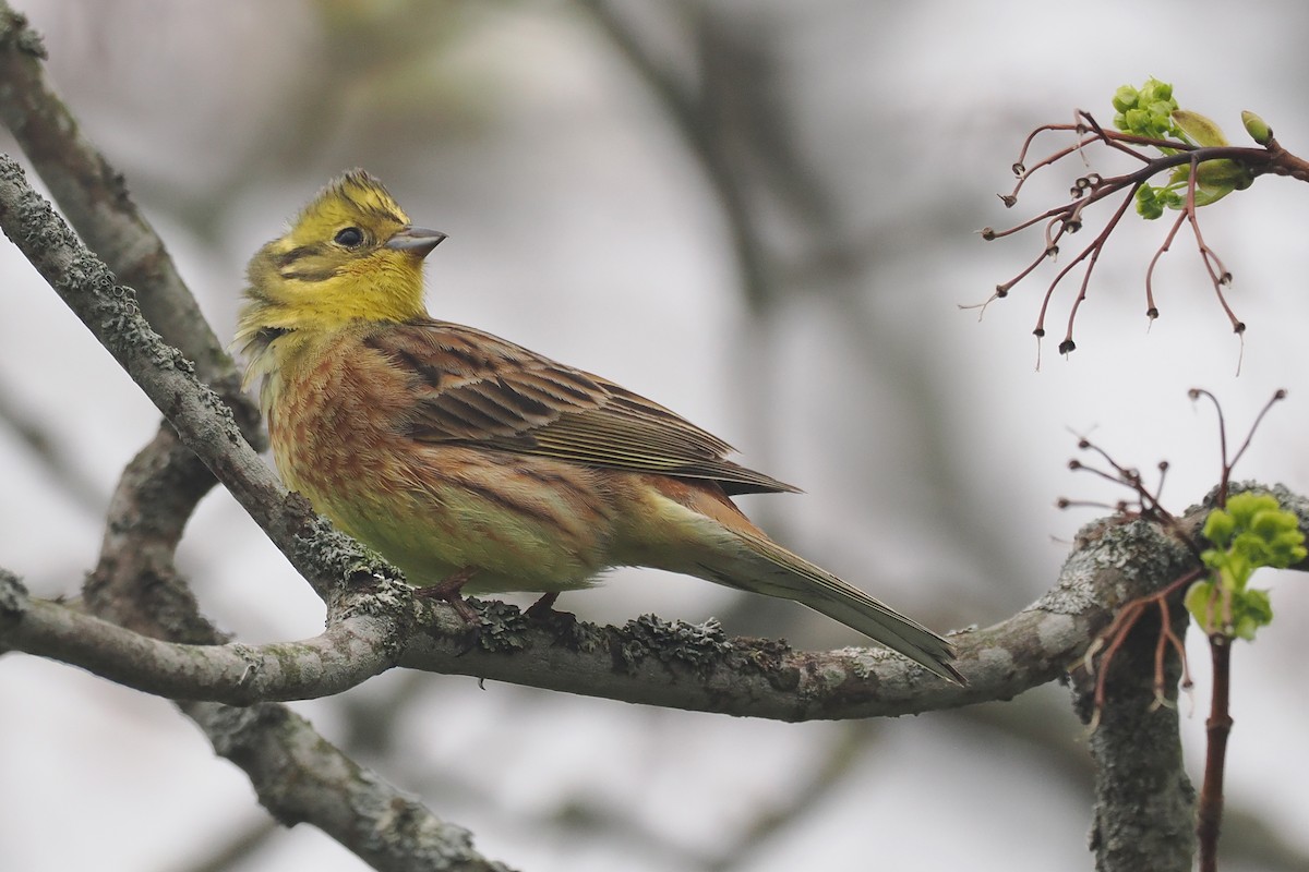 גיבתון צהוב - ML646838333