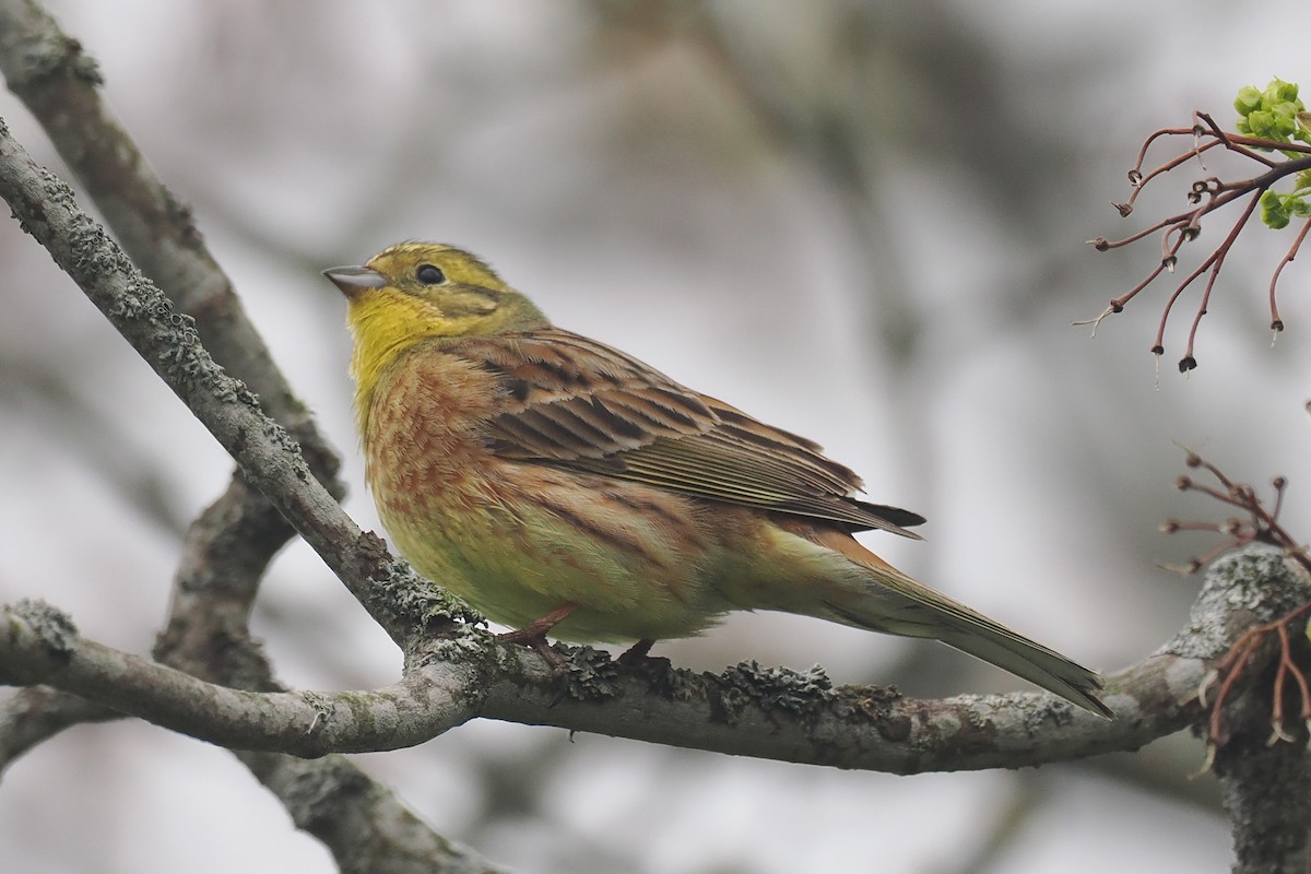 גיבתון צהוב - ML646838334