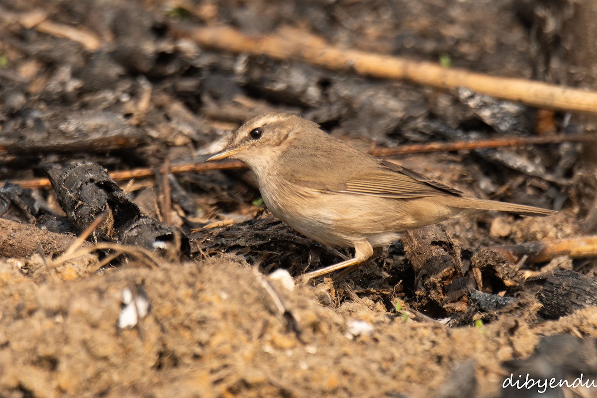 Dusky Warbler - ML646838335