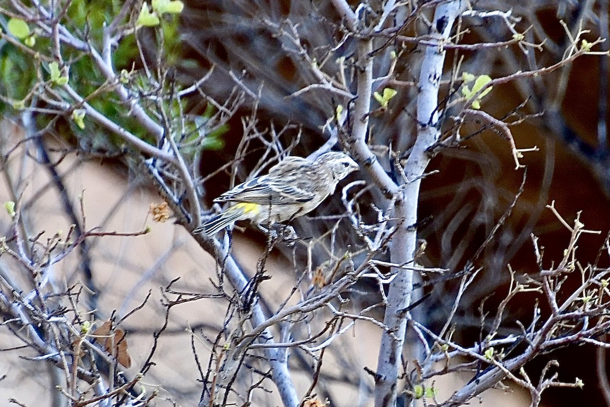White-throated Canary - ML646838336