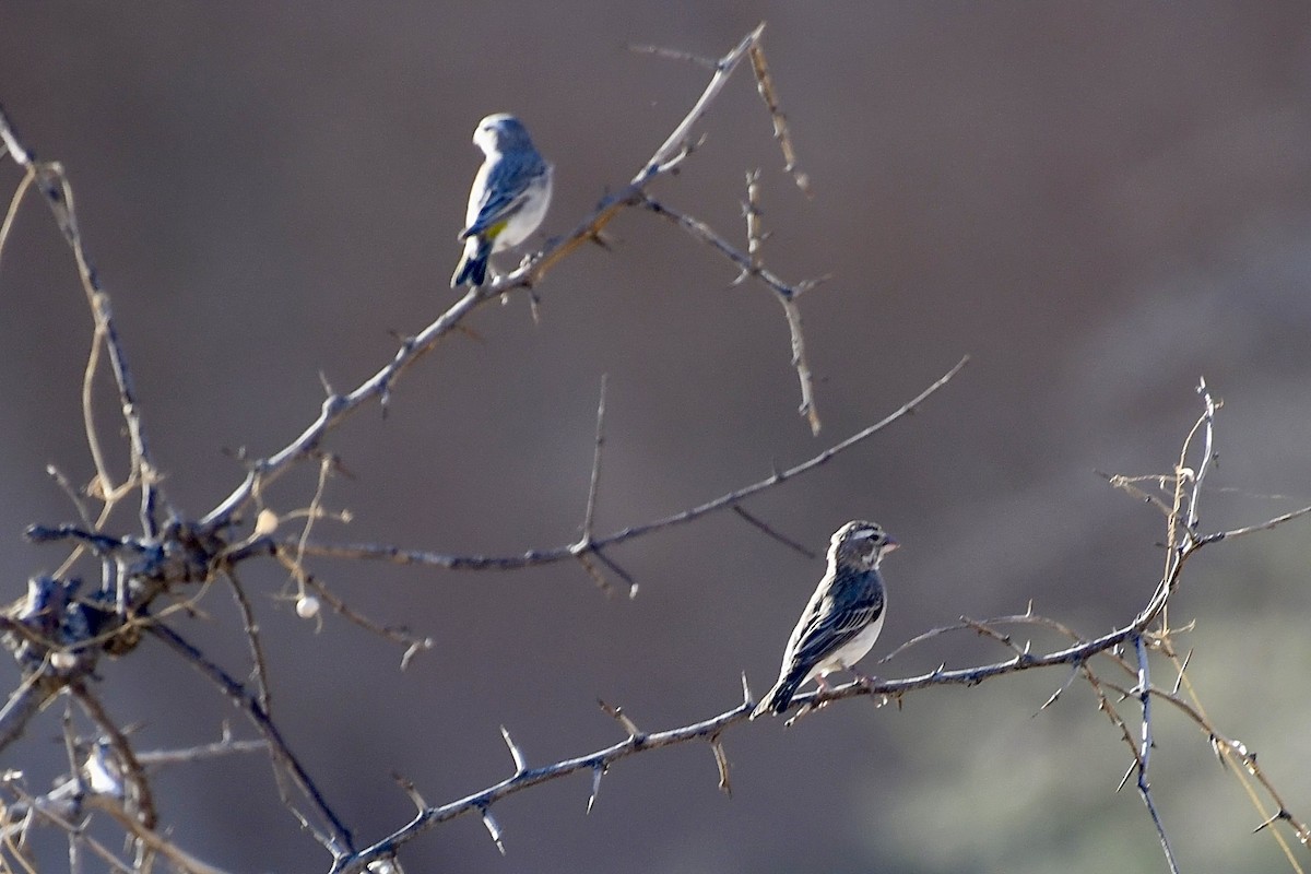 White-throated Canary - ML646838337