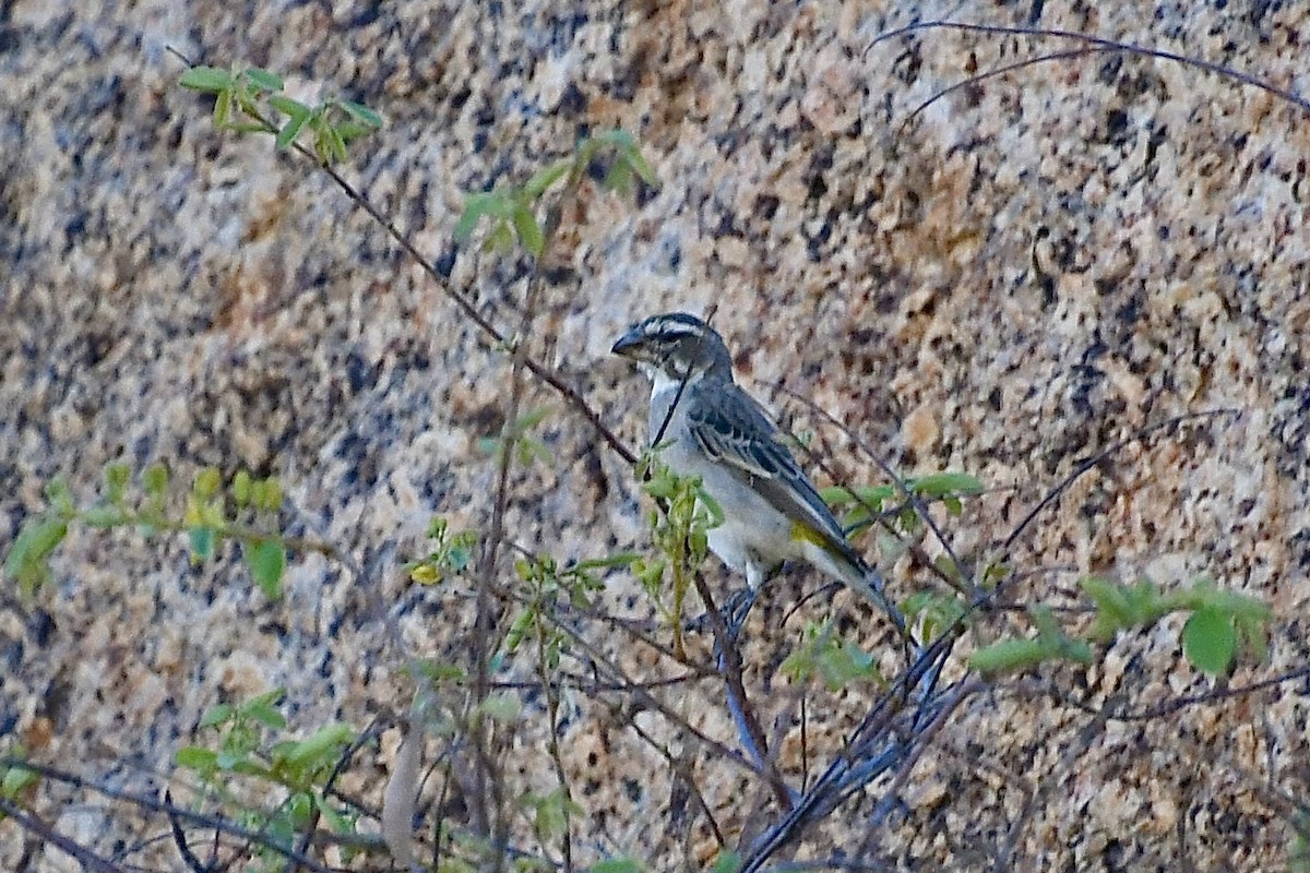 White-throated Canary - ML646838338