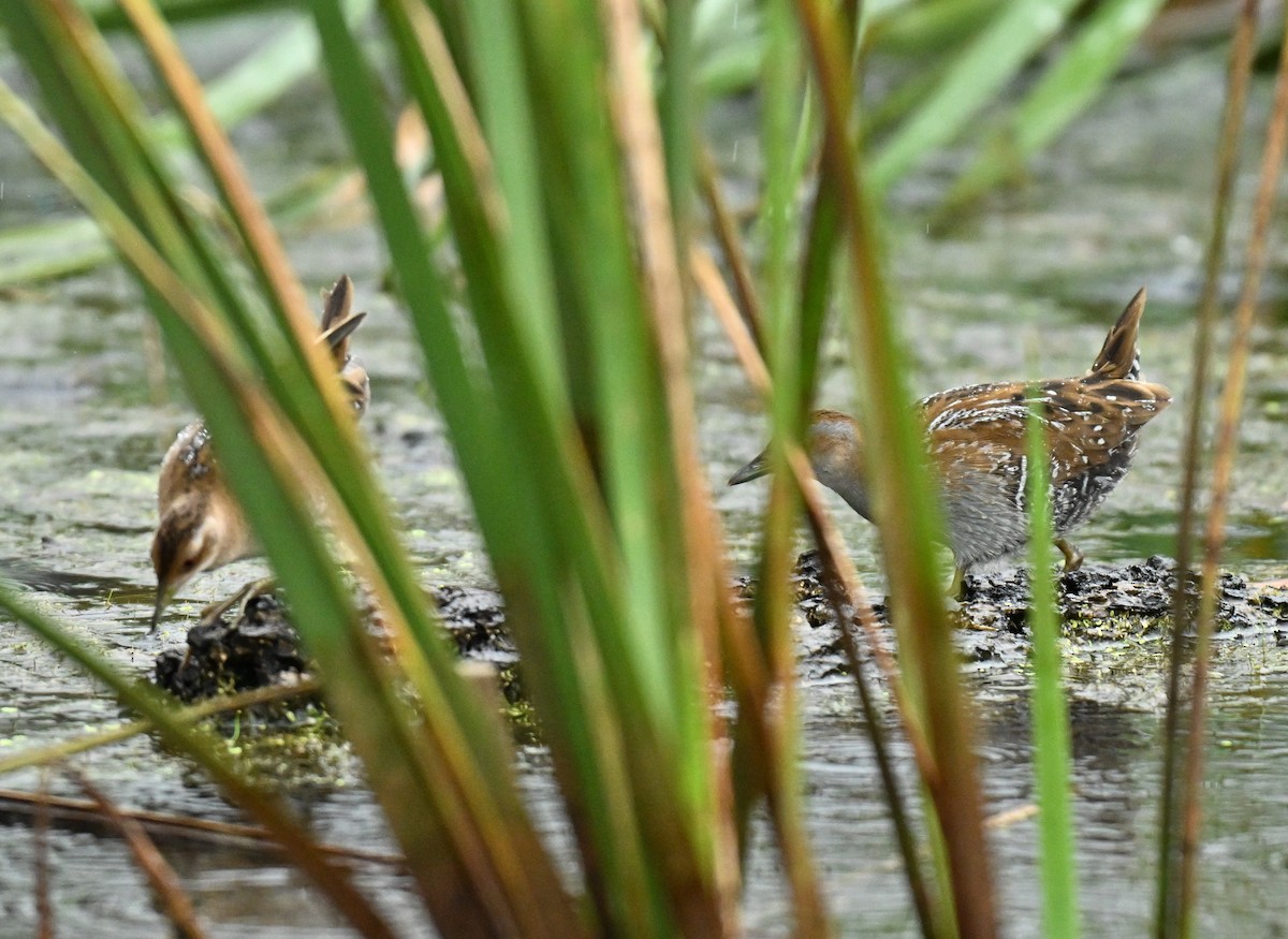 Baillon's Crake - ML646838343