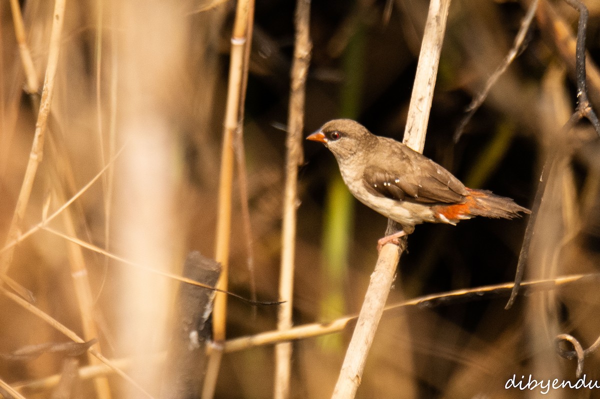 Red Avadavat - ML646838344