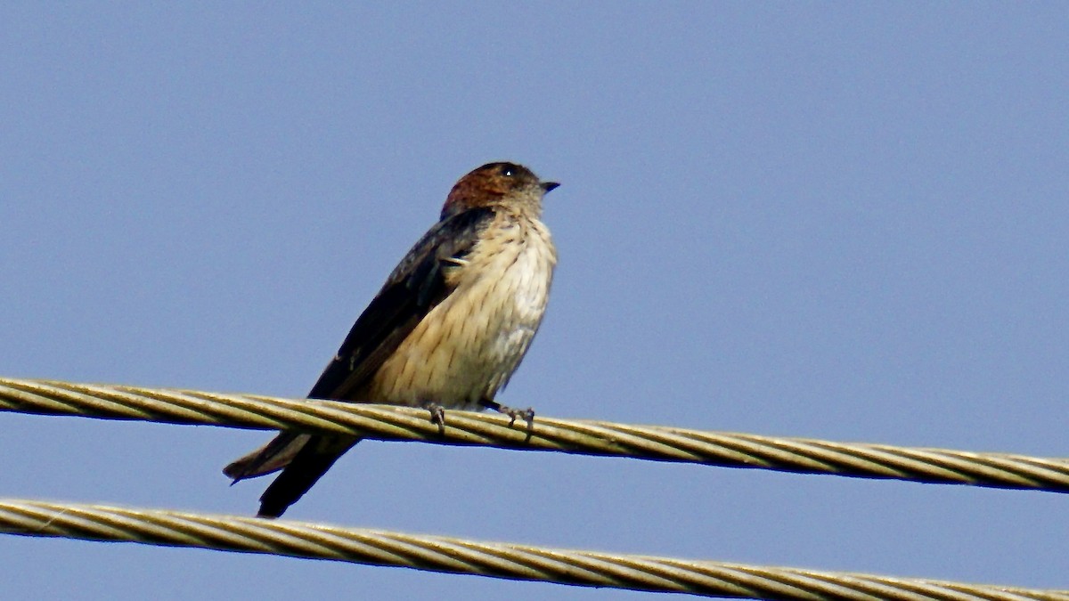 Enara ipurgorri ekialdetarra - ML646838354