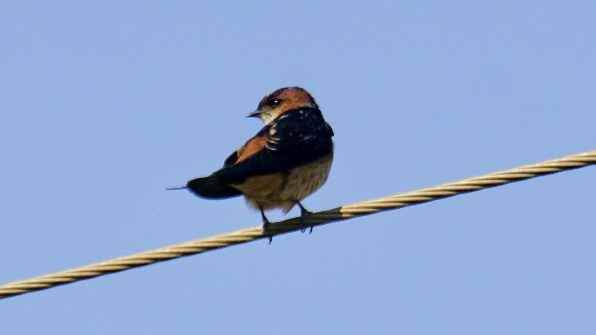 Enara ipurgorri ekialdetarra - ML646838355