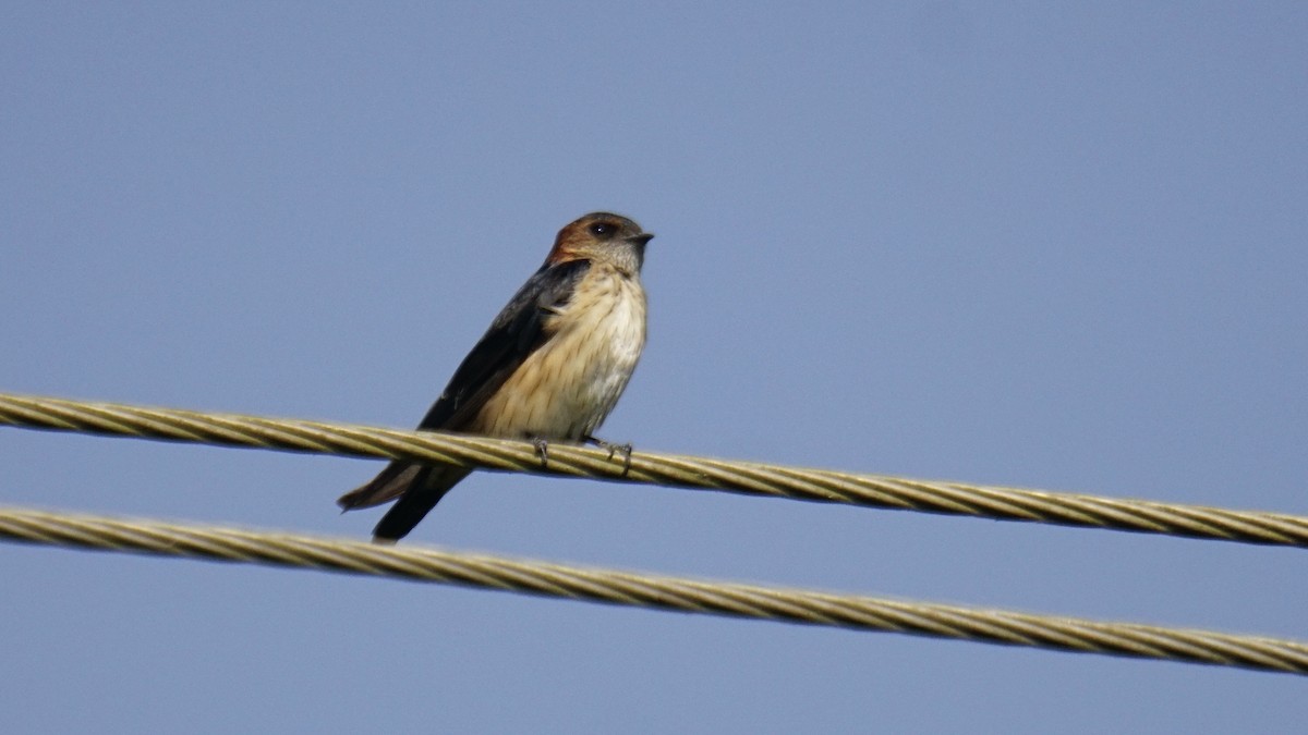 Enara ipurgorri ekialdetarra - ML646838356