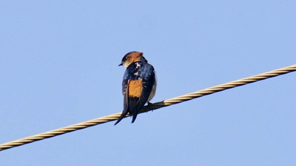 Enara ipurgorri ekialdetarra - ML646838357