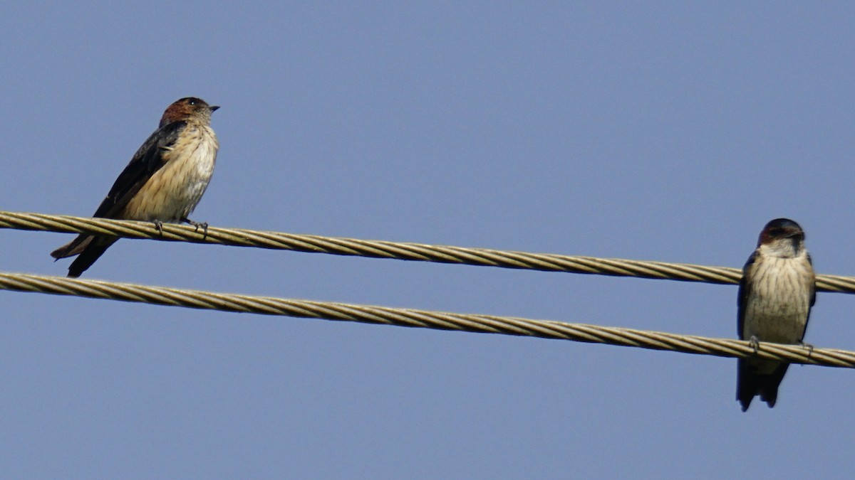 Enara ipurgorri ekialdetarra - ML646838358