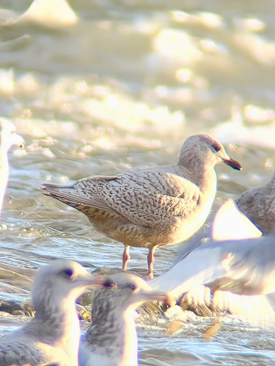 Polarmöwe - ML646838368