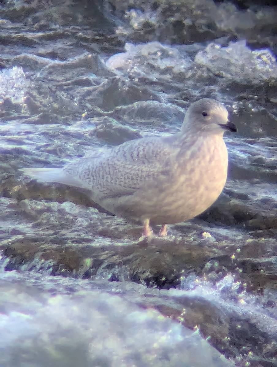 Polarmöwe - ML646838369