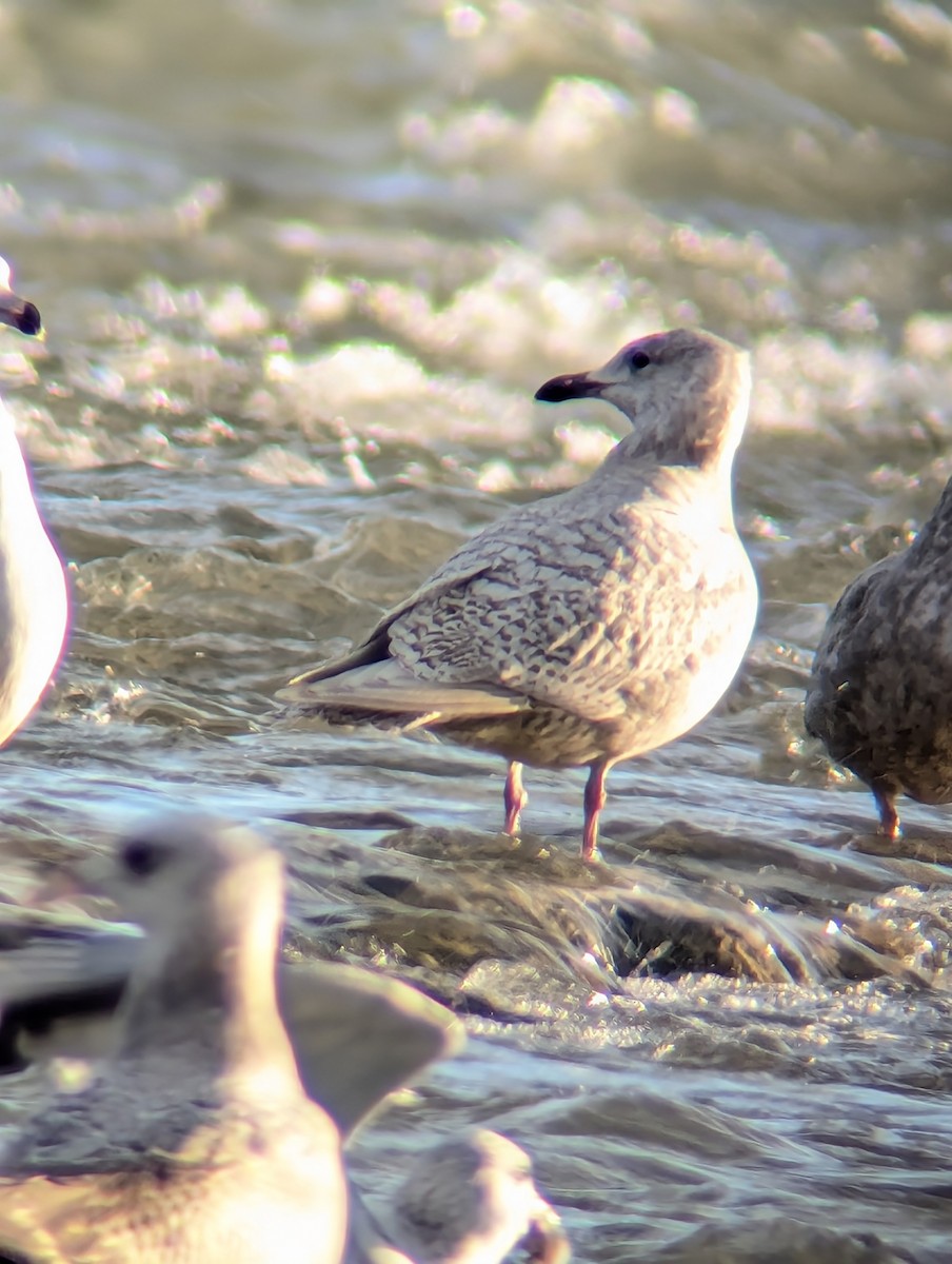 Polarmöwe - ML646838370