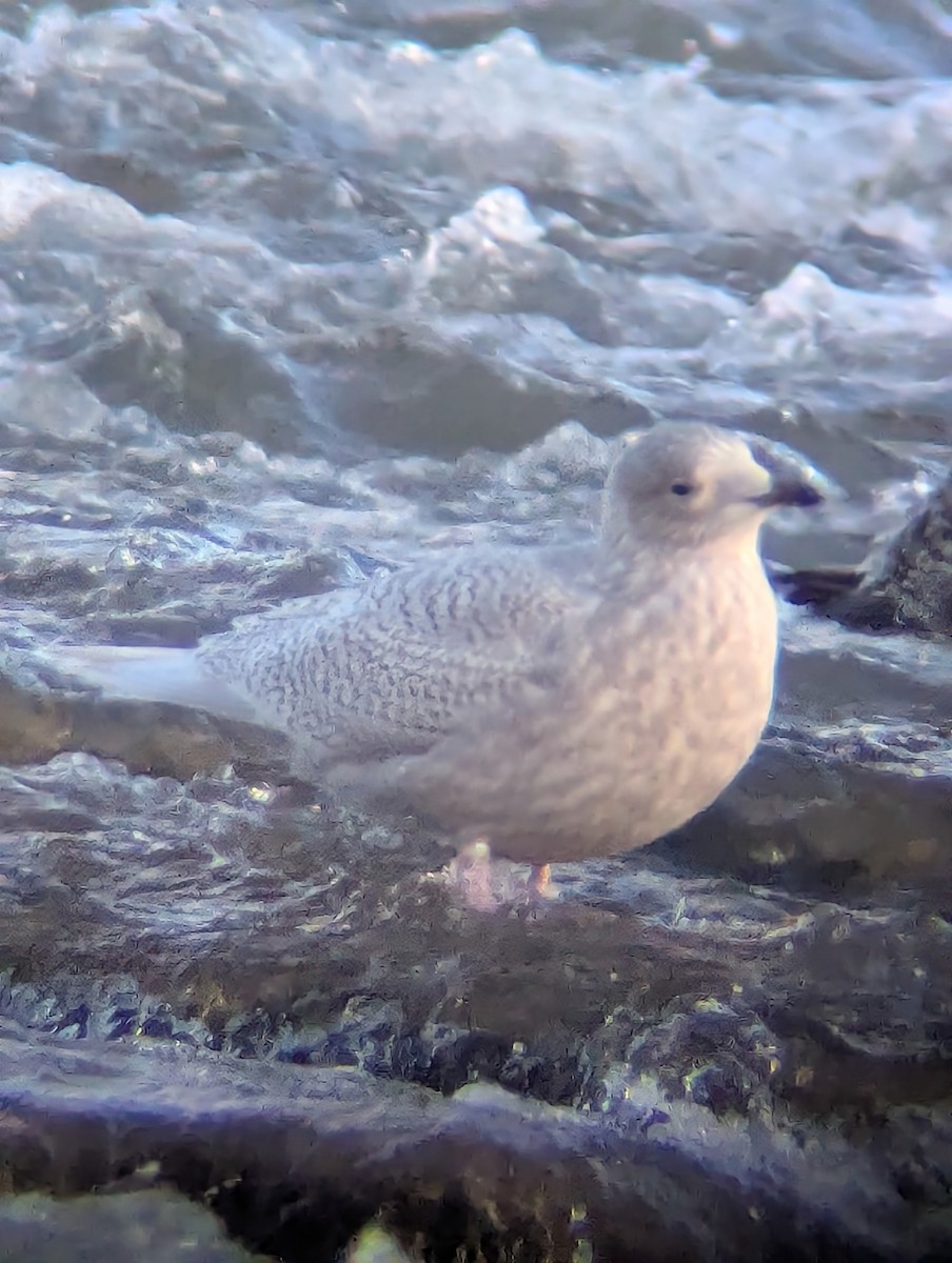 Polarmöwe - ML646838371