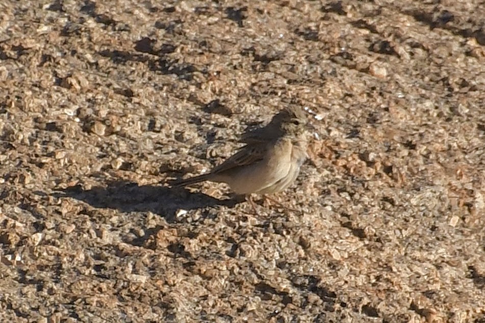 Бледная овсянка - ML646838372