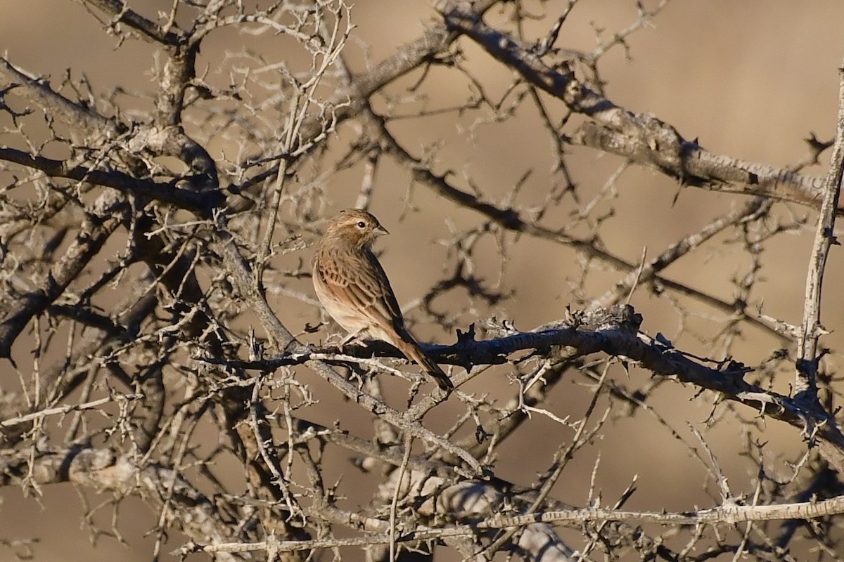 Бледная овсянка - ML646838373