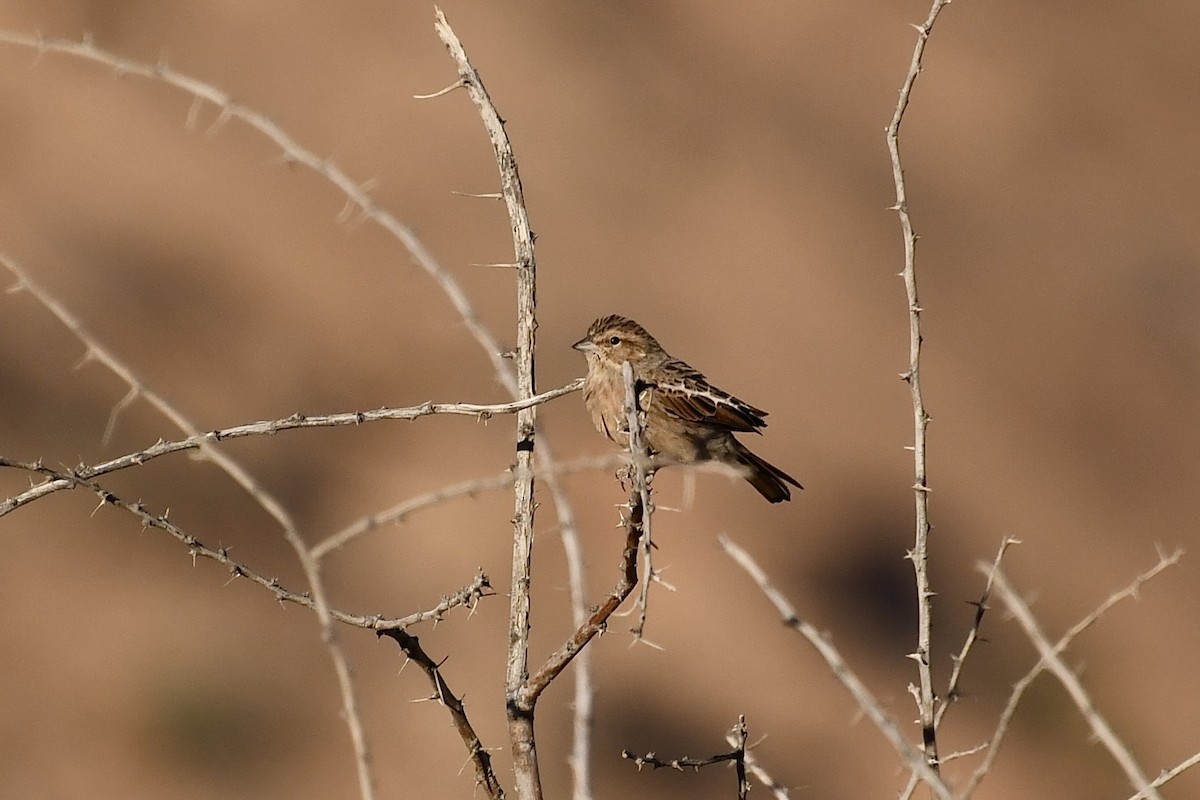 Бледная овсянка - ML646838374
