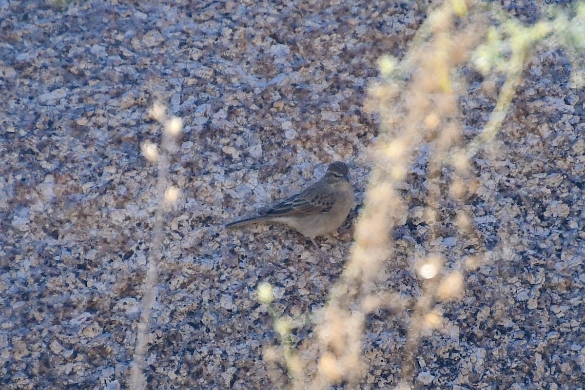 Бледная овсянка - ML646838375