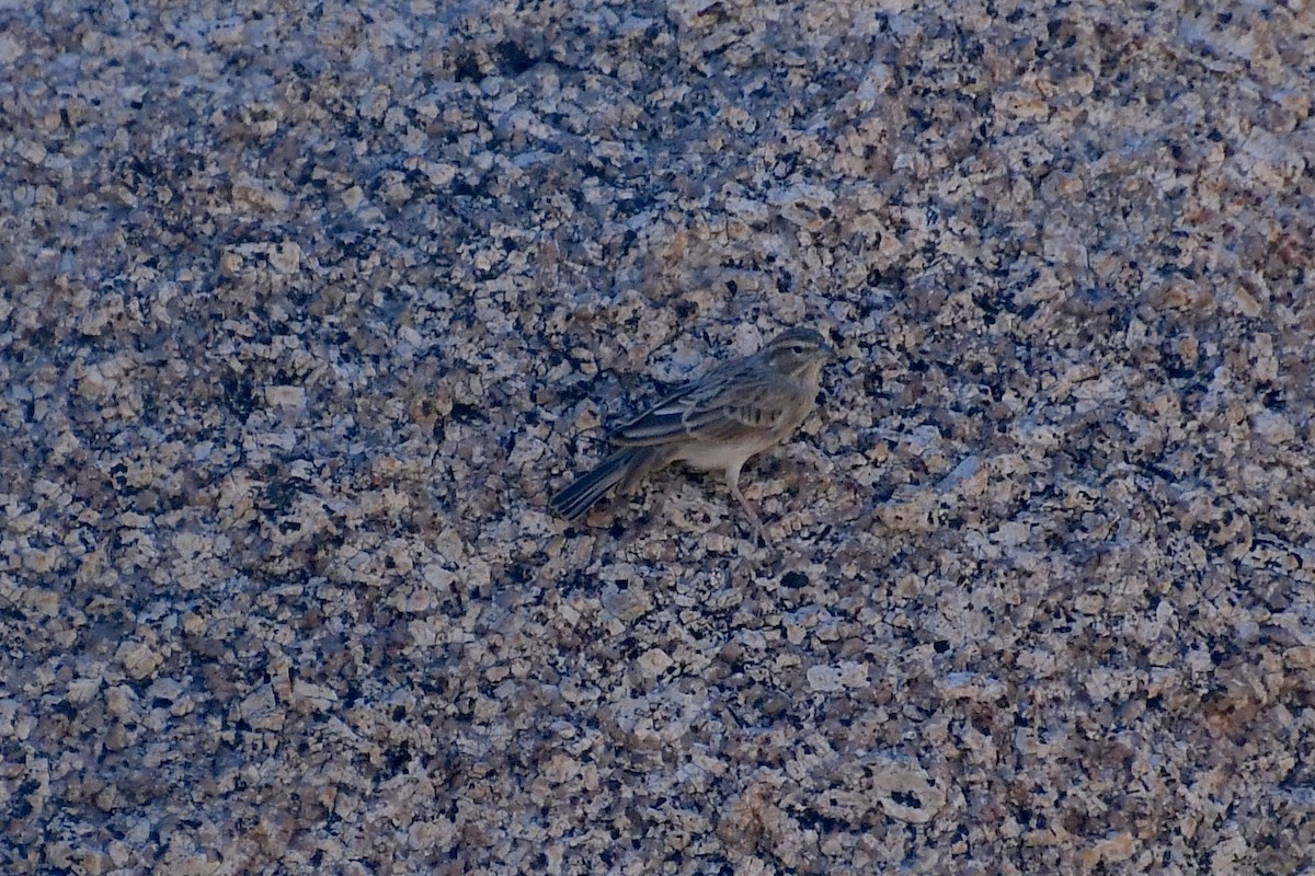 Бледная овсянка - ML646838376