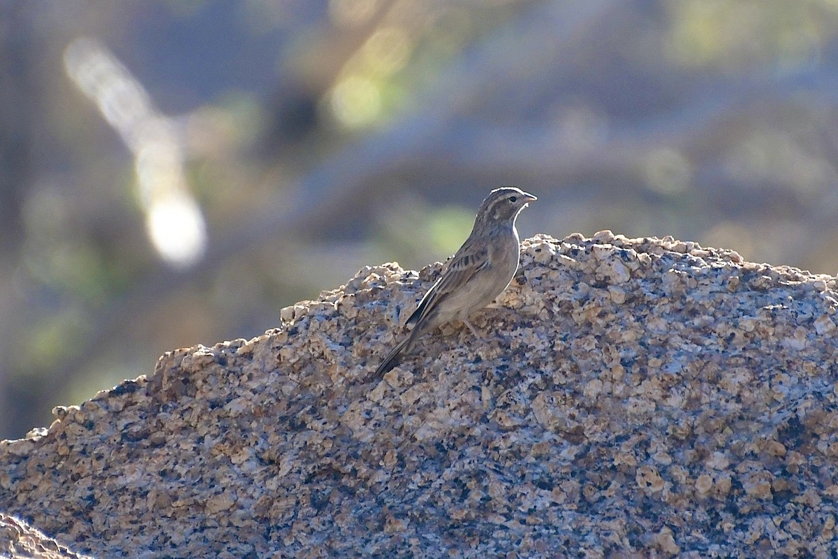 Бледная овсянка - ML646838377