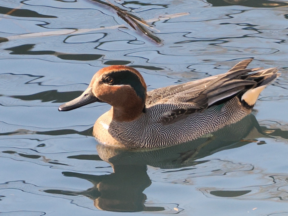 Чирянка мала - ML646838378